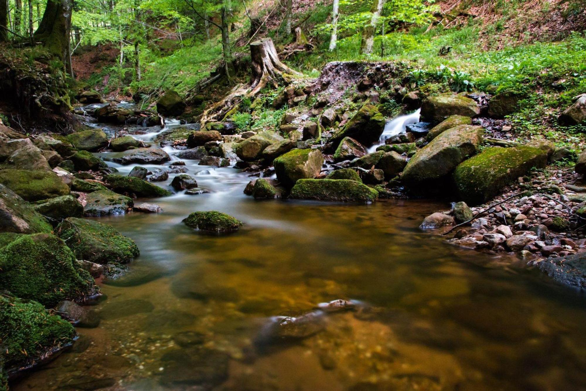 Ferienwohnung Am Kapellenberg - Am Rande Des Nationalparks Schwarzwald 바트 페테르스탈-그리스바흐 외부 사진